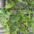 Vistéria kvetnatá (Wisteria floribunda) ´ROSEA´ - výška 140-160 cm, hranatý kvetináč - ŠPALIÉRA